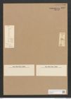 Diatomeae indet. Zeichnungen Sammlung Grunow Nr. 1833 (NHMW-BOT-W0368760)
